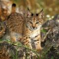 El lince ibérico ya no está en peligro de extinción, pero sigue amenazado